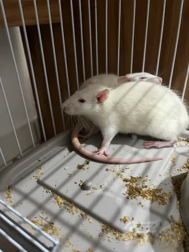 Doação Mercol/Rato twister