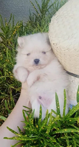 Spitz alemão ( lulu da Pomerânia) MACHO