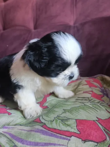 Filhotes de Shihtzu