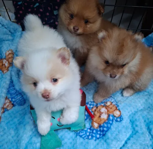 Cachorros e acessórios