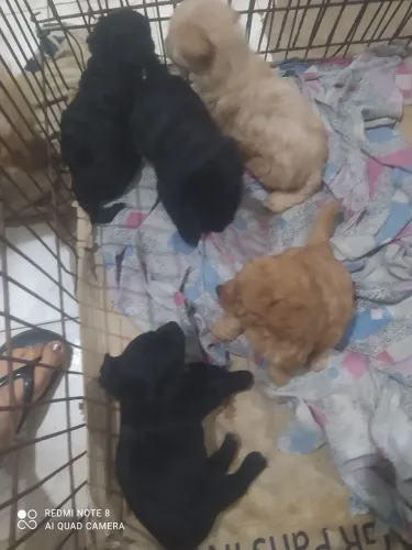 Filhotes a venda POODLE toy pura raça
