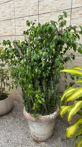 Planta grande