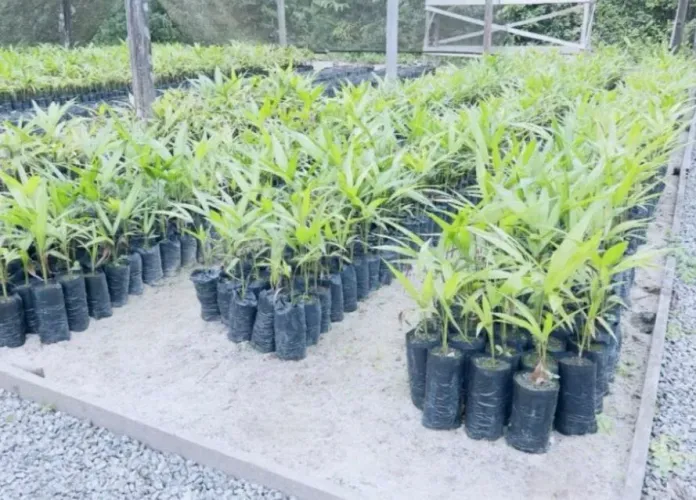 Mudinhas de plantas frutíferas