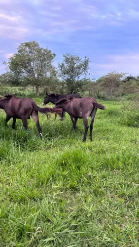 Burro e mula