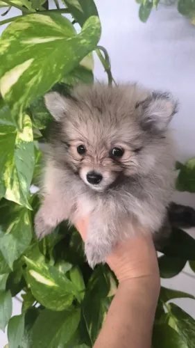 Vendo um lindo filhotinho de spitz alemão macho