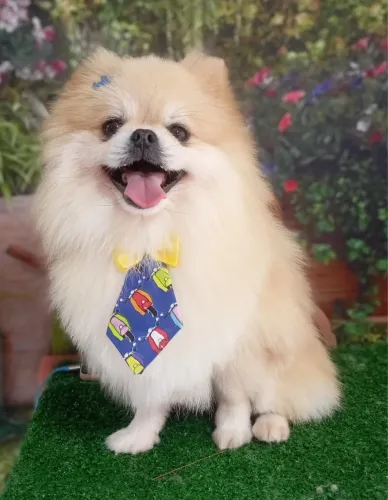 Cachorro spitz alemão macho 