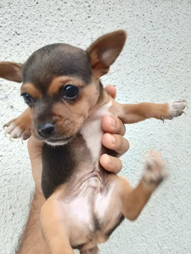 Filhote de pinscher n°1