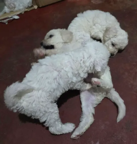 Vende-se filhotes de poodle ? entereçados * 