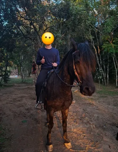 Cavalo crioulo