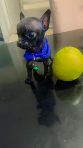 Pincher machinho Black miniatura
