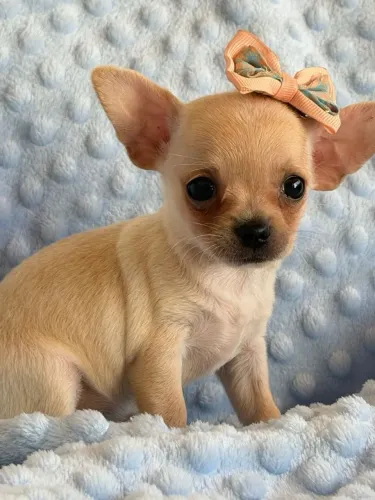 Chihuahua fêmea miudinha. Pelinho curto
