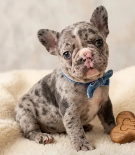 Bulldog francês filhote