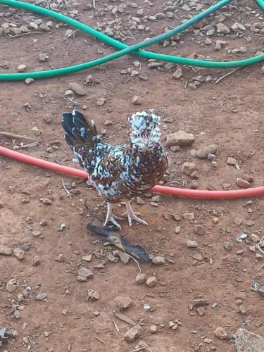 Franga topete de osso modelada garnizé