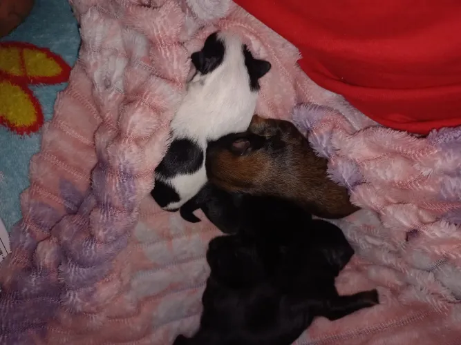 filhote de Shih tzu para vender em Santos filhotes nascido no dia 31/08