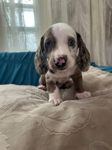 Filhotes de dachshund