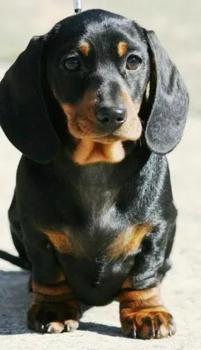 Basset Salsichinha Miniatura 