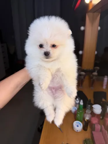 Lulu da pomerania branco