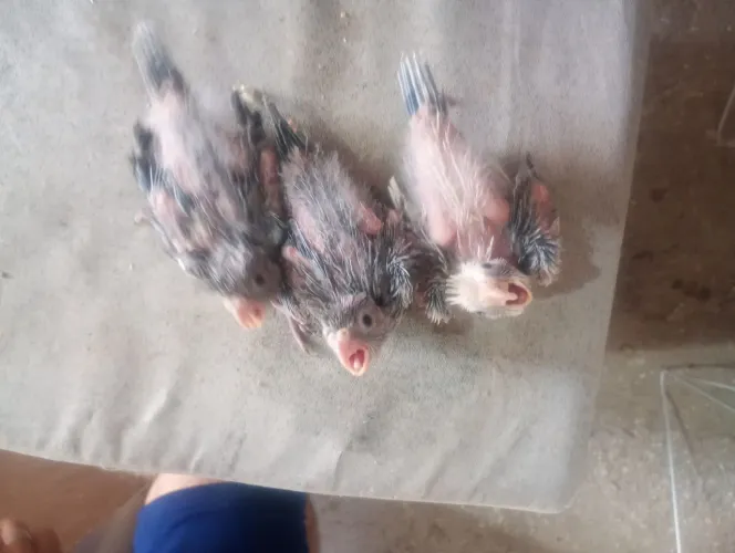 Lupitos