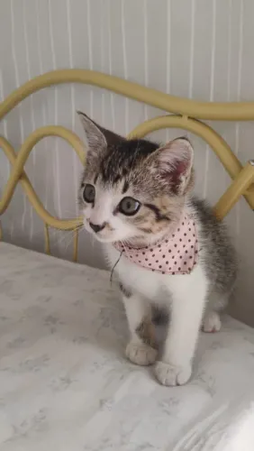 Gatinha para doação 