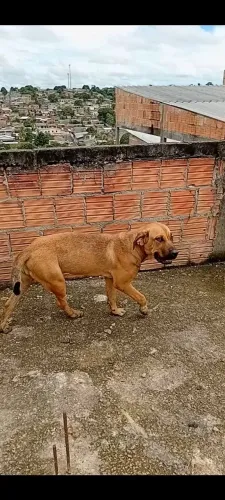 Fila fêmea 5 meses valor  600 reais .