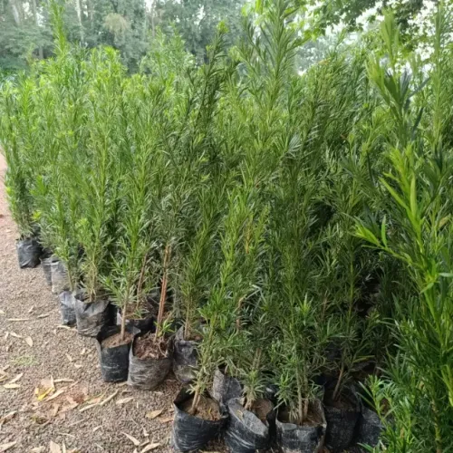 Mudas de podocarpos ideal para cerca viva e paisagismo.