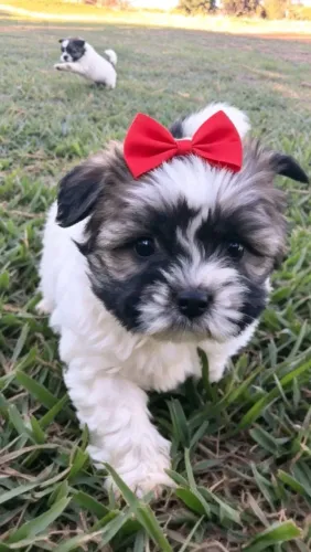 Lhasa Apso Fêmea 