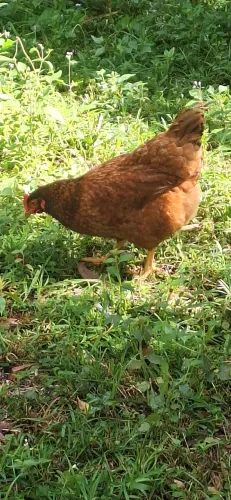 Galinha caipirao gigante
