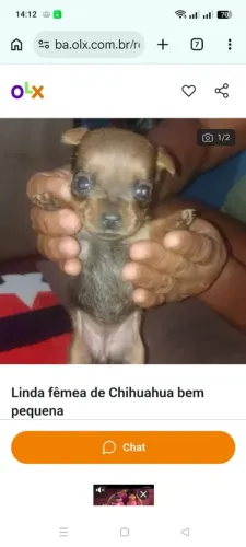Filhote de Chihuahua fêmea