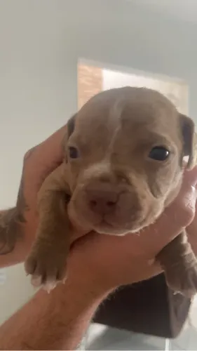 Filhotes de cachorro pitbull