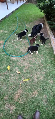 Border Collie