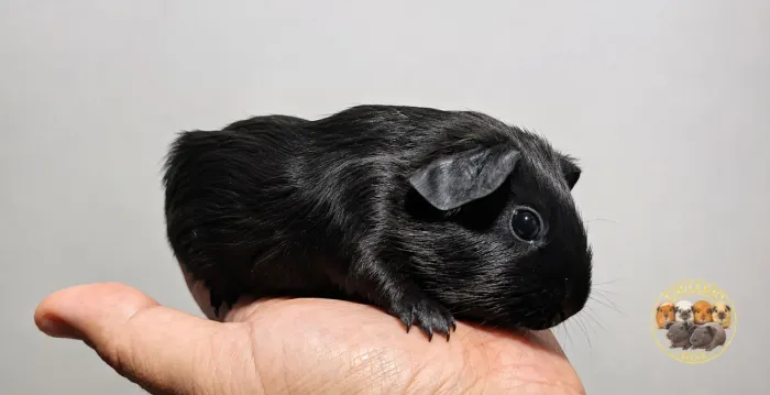Porquinho da india self black Macho