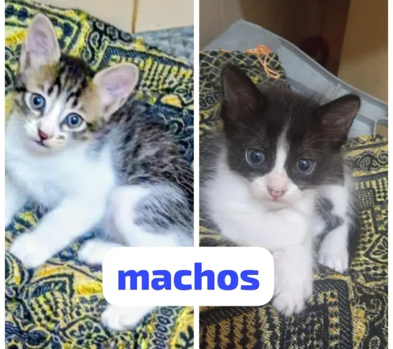2 filhotes de gato, escolha o seu