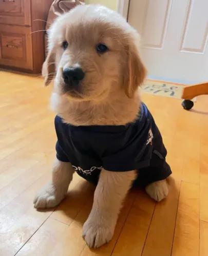 Filhote Golden Retriever, Seus melhores momentos começarão ao lado de um filhotinho!