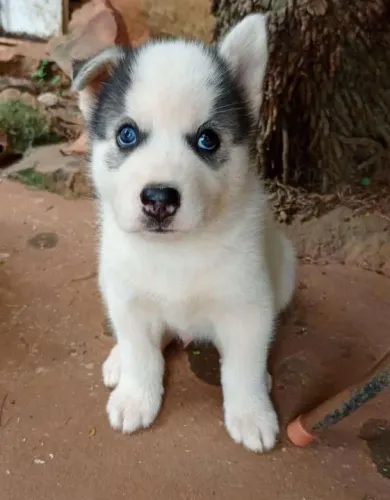 Husky Siberiano,Husky Siberiano Filhote Disponível Entrega Facilitada