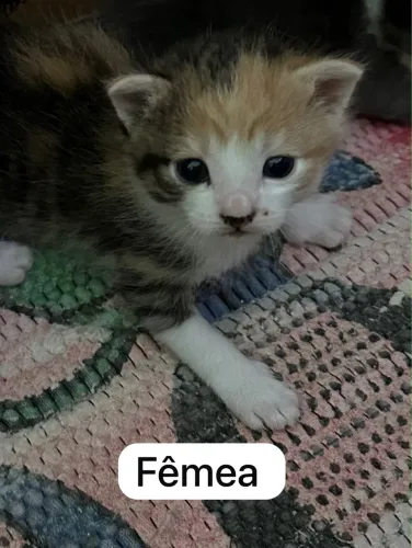 Filhotes de gato