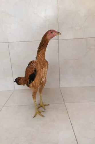 1 frango e 4 galinhas Tailandês com ganoi 