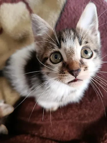 Doação de gatinhos 
