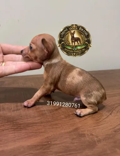 Pinscher Zero Merle Exótico (Mofadinho)