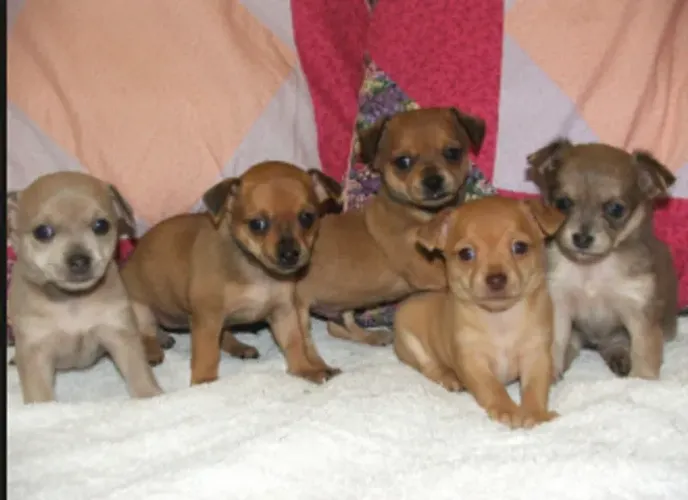 pinscher