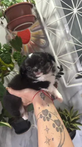 Chihuahua Macho 