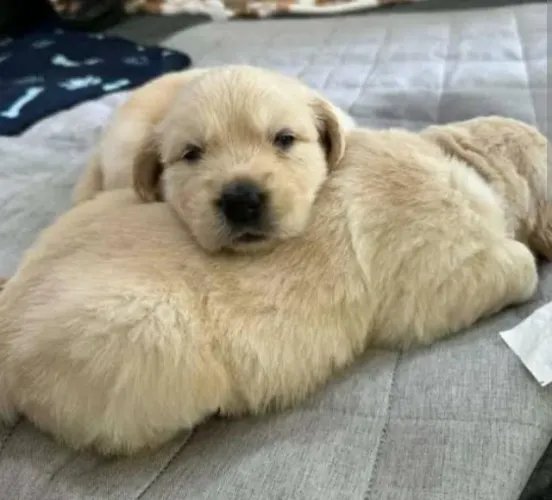 Golden Retriever Filhotes Sem Comparação.