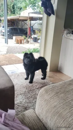 Vendo Chow Chow puro