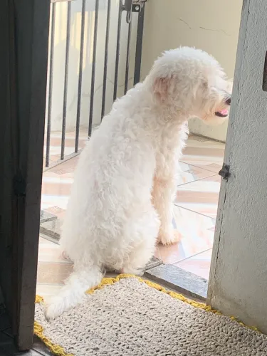 Doa-se Poodle 