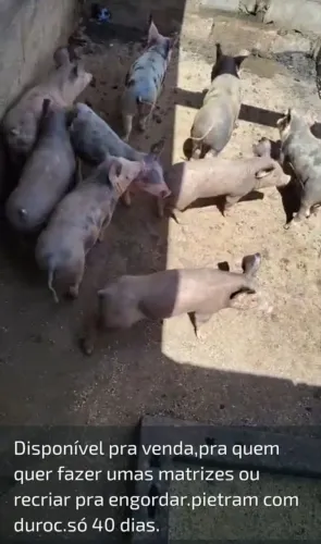 Porcos 400 reais cada um