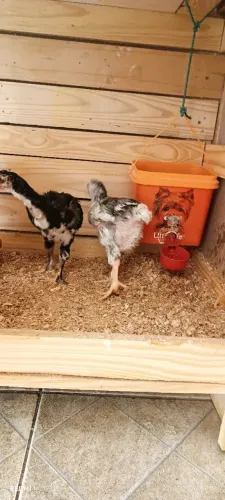Vendo pintinho gsb15 días 