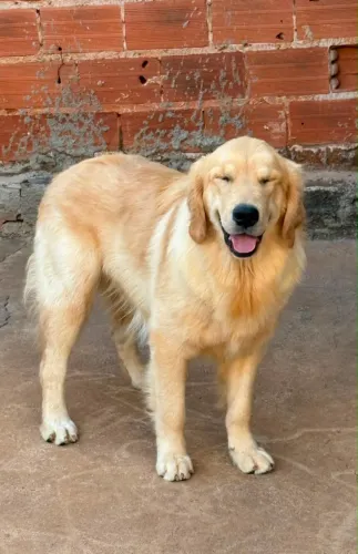 Golden Retriver macho 8 meses com pedigree