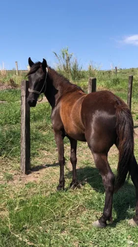 CAVALO MANGALARGA EXTREMAMENTE DÓCIL