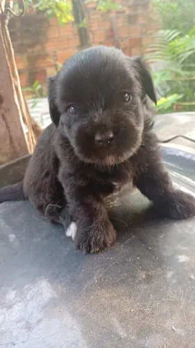 Poodle