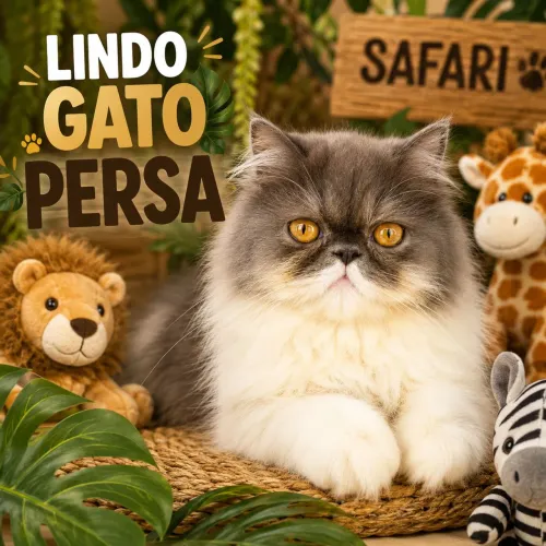 Lindo Filhote de GATO PERSA