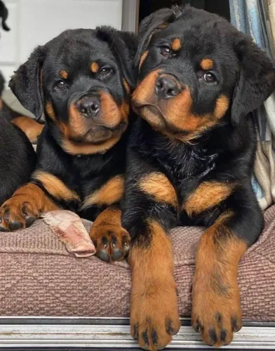 Rottweiler Presença pequena de grande impacto